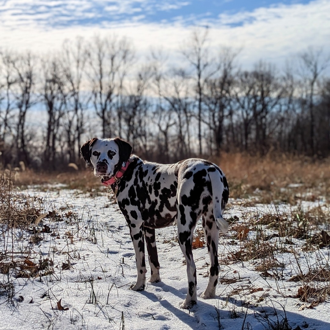 A picture of Ela, a 5 years 3 months old Dalmatian dog.