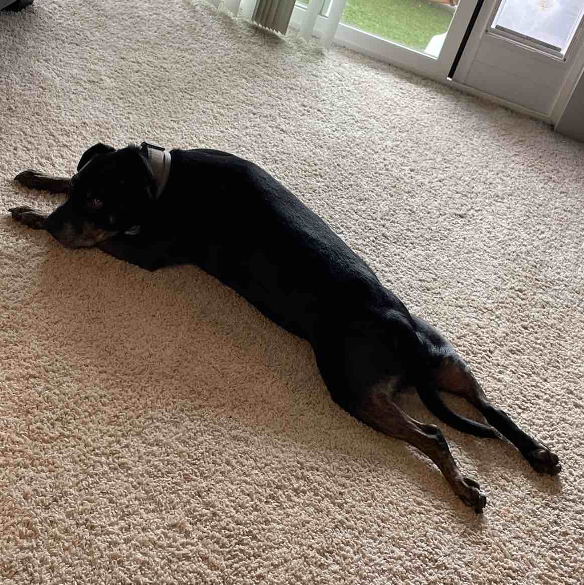 A picture of Luke, a 12 years 4 months old Other Mix dog.