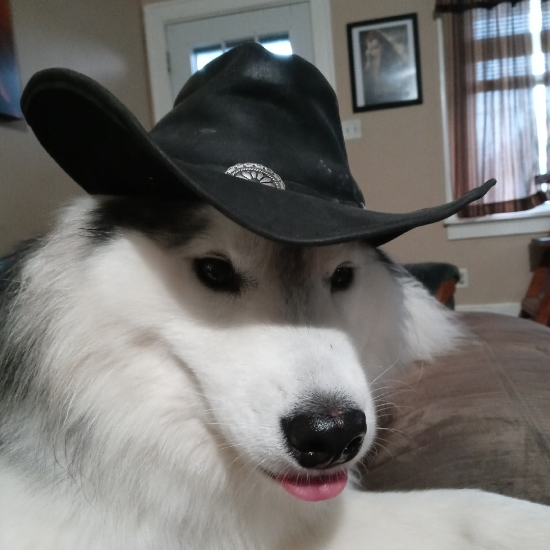 A picture of Kylo Ren, a 5 years 5 months old Other dog.