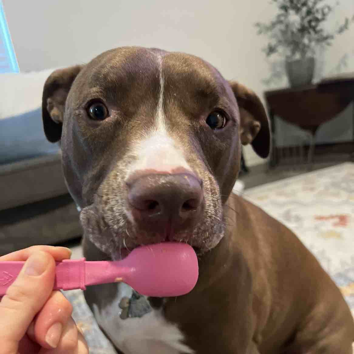A picture of Marlo, a 8 years 10 months old Other Mix dog.