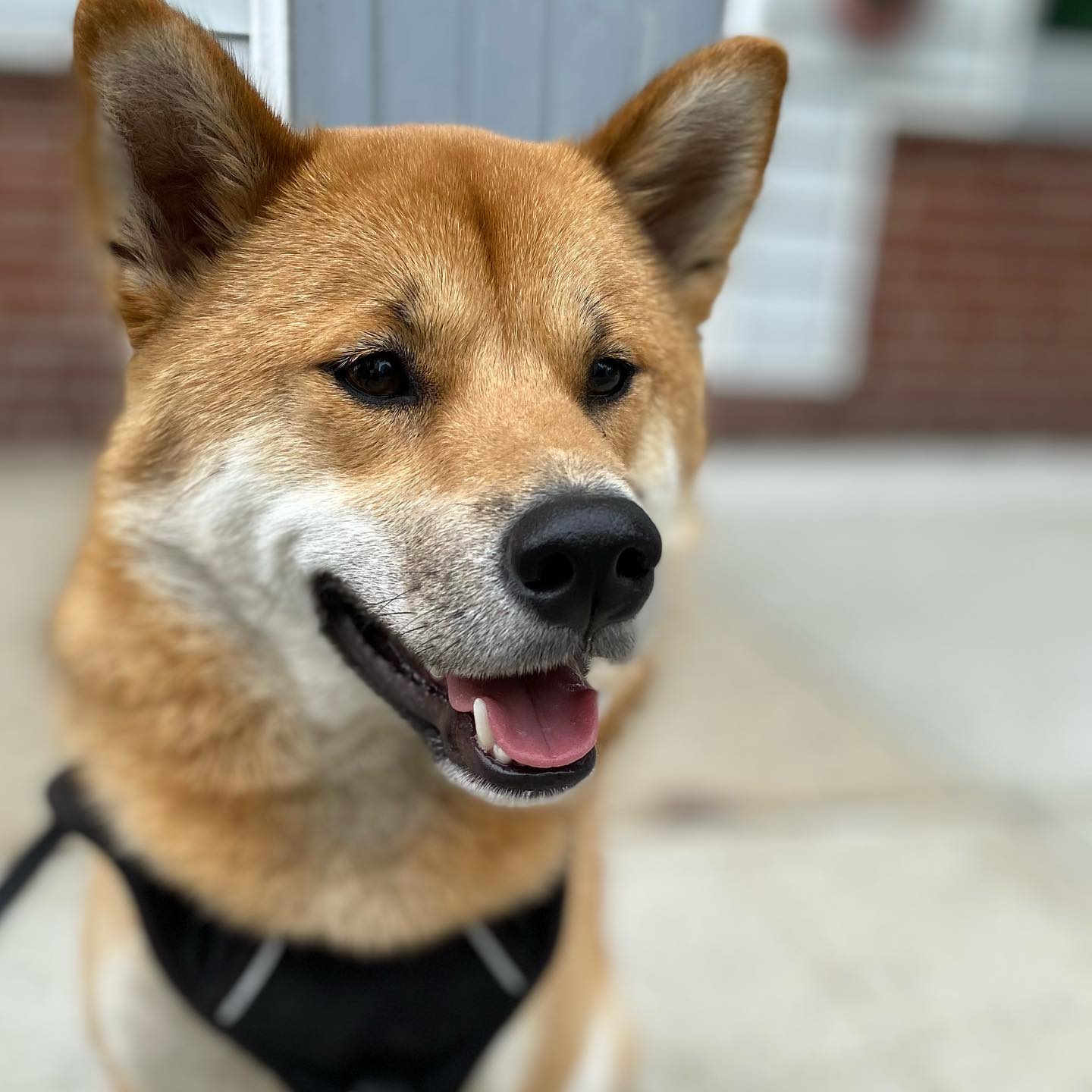 A picture of Sheru, a 5 years 8 months old Other dog.