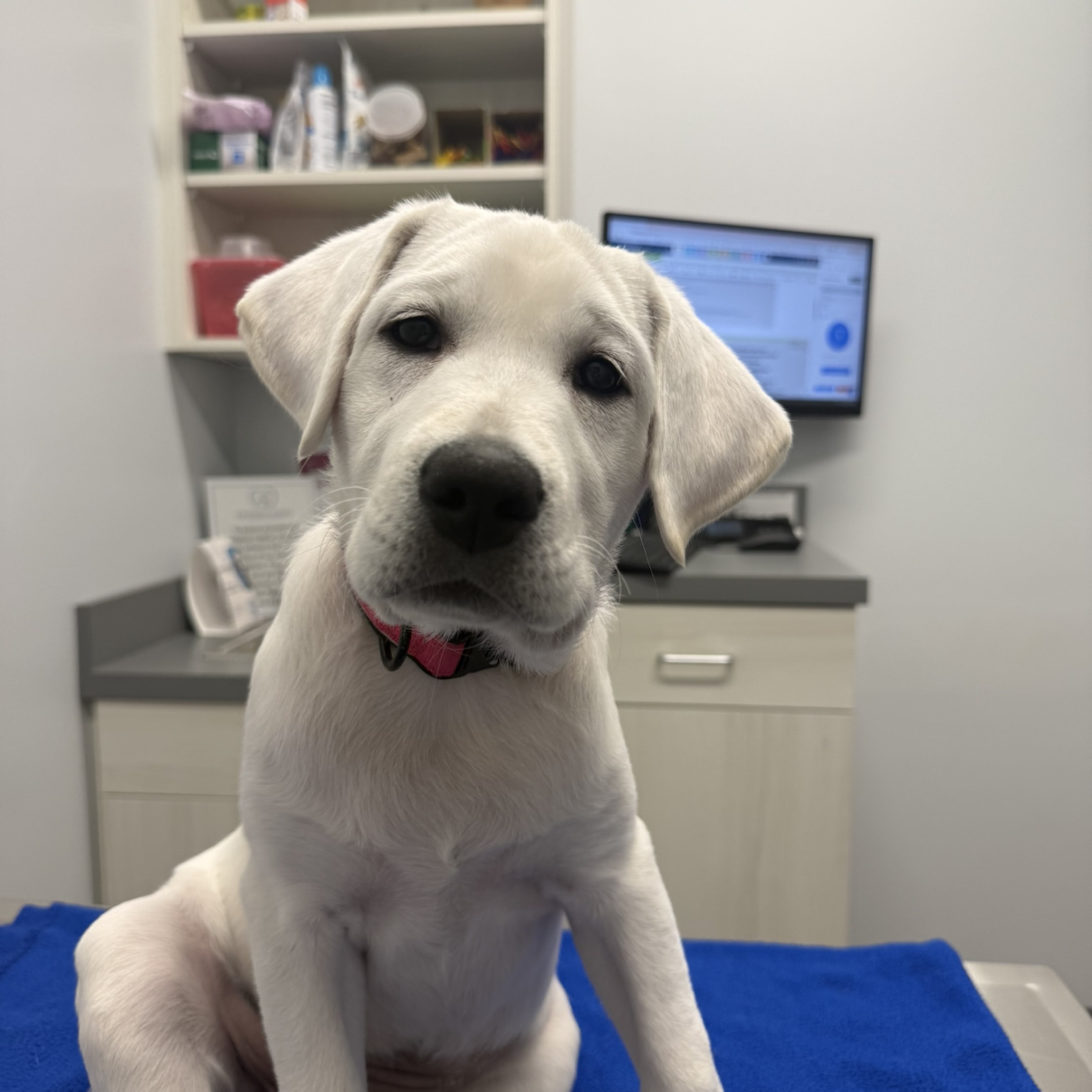 A picture of Daisy, a 2 months old Other dog.