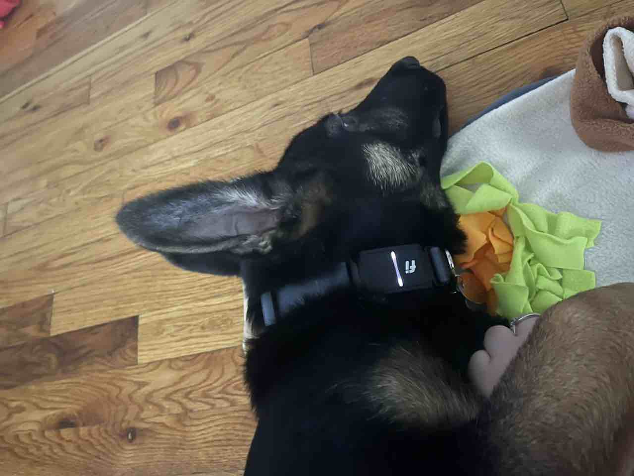 A picture of Banks, a 2 years 11 months old Other dog.