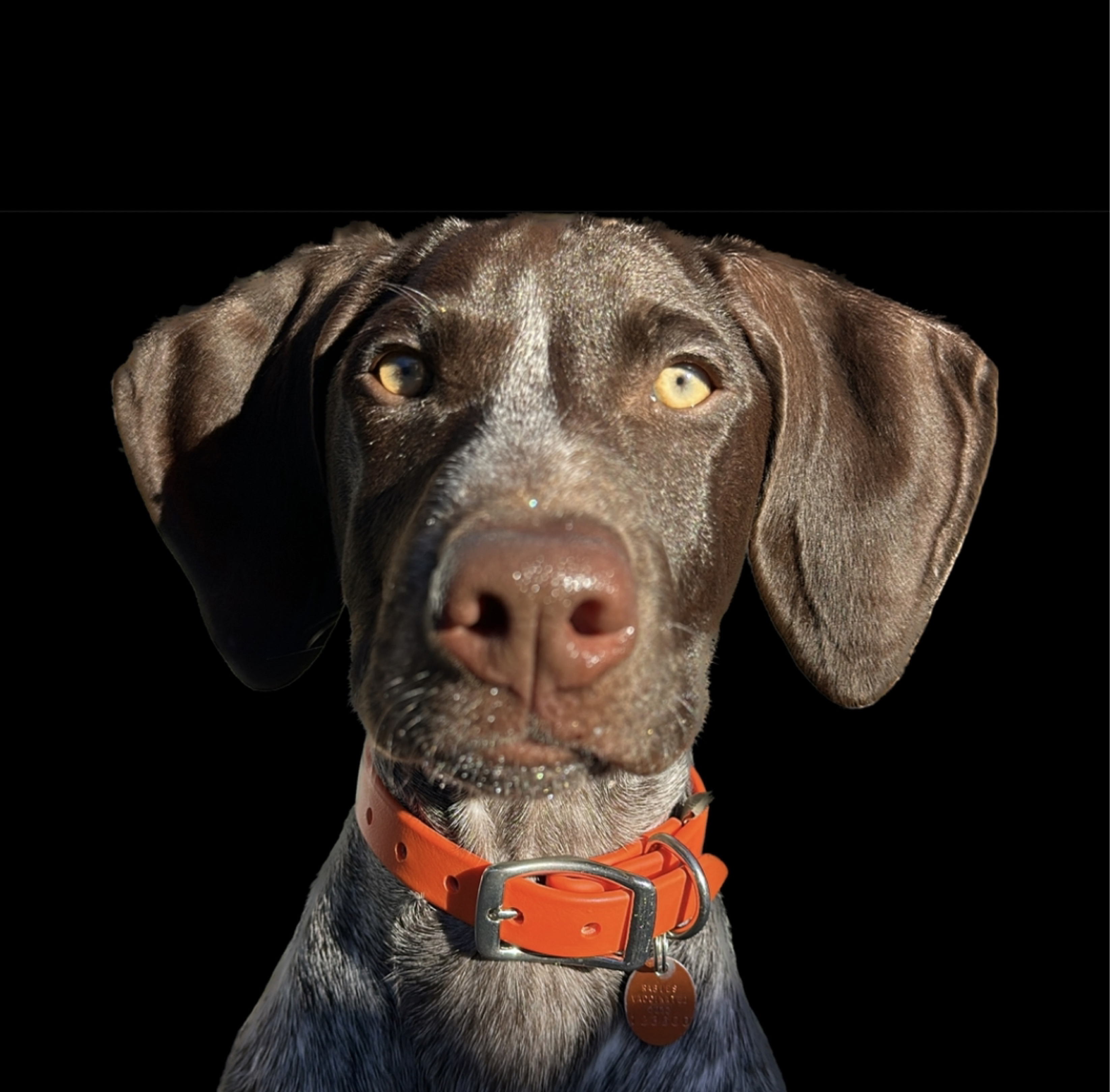 A picture of Obi The Wanderer, a 3 years old Other dog.