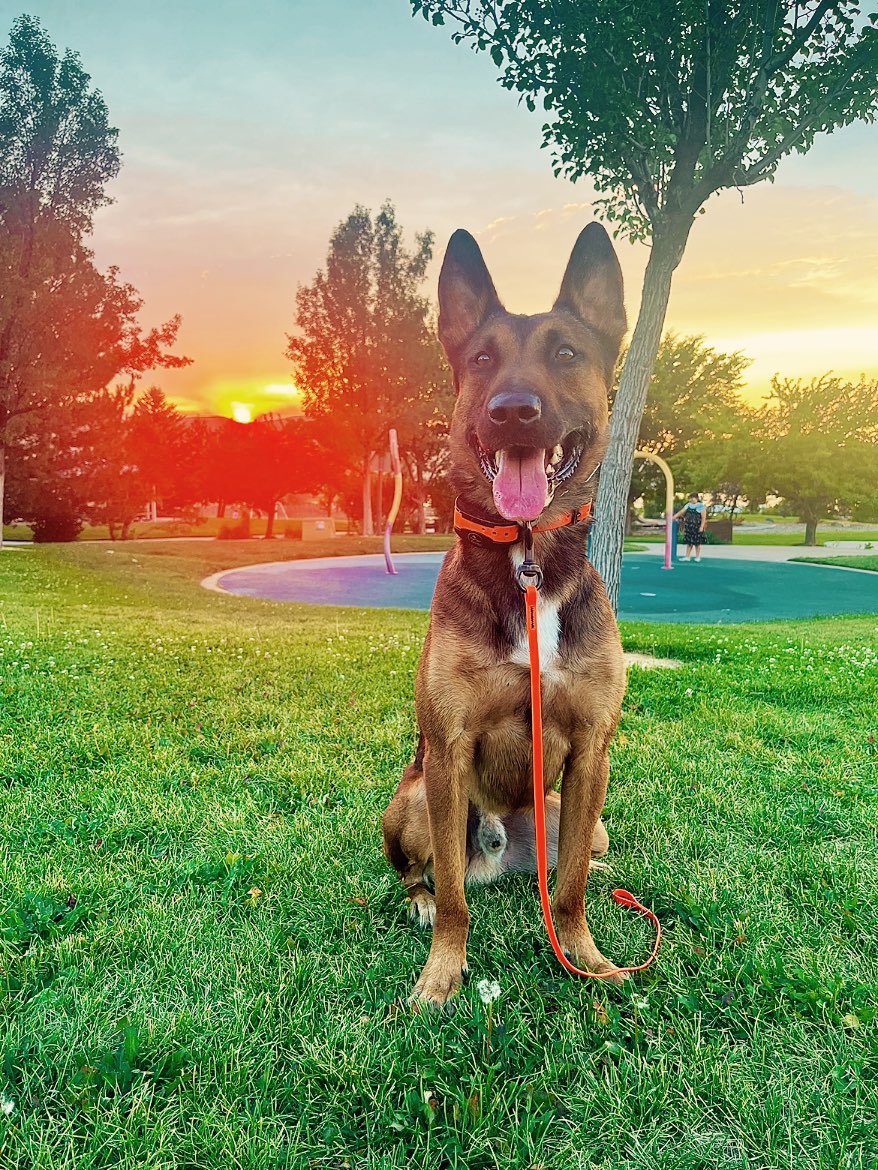 A picture of Kratos, a 3 years 7 months old Other dog.