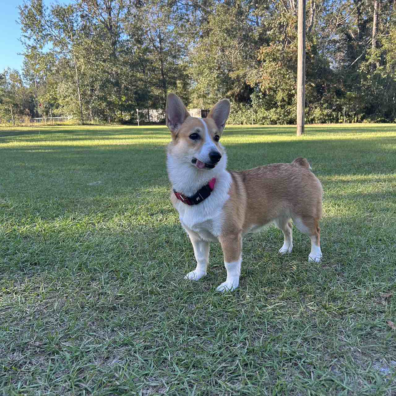 A picture of Lily, a 2 years 4 months old Other dog.