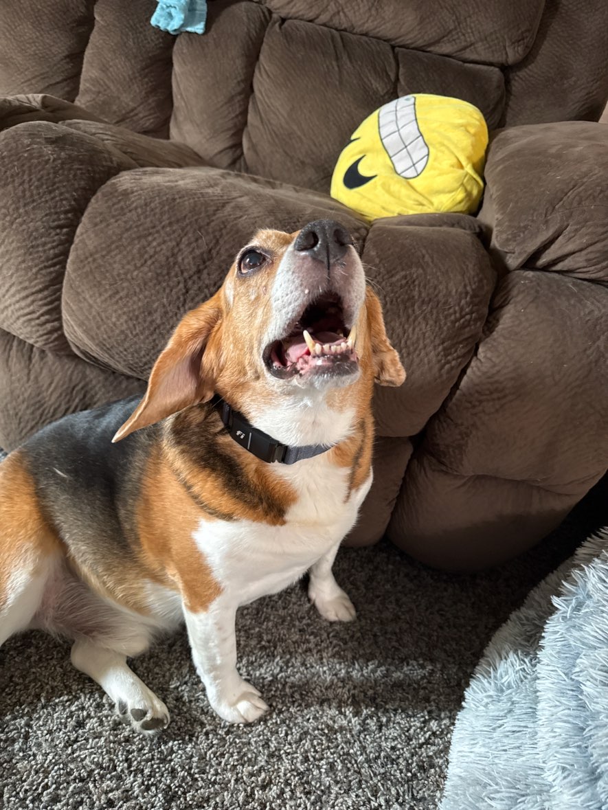 A picture of Chance, a 16 years 6 months old Other dog.