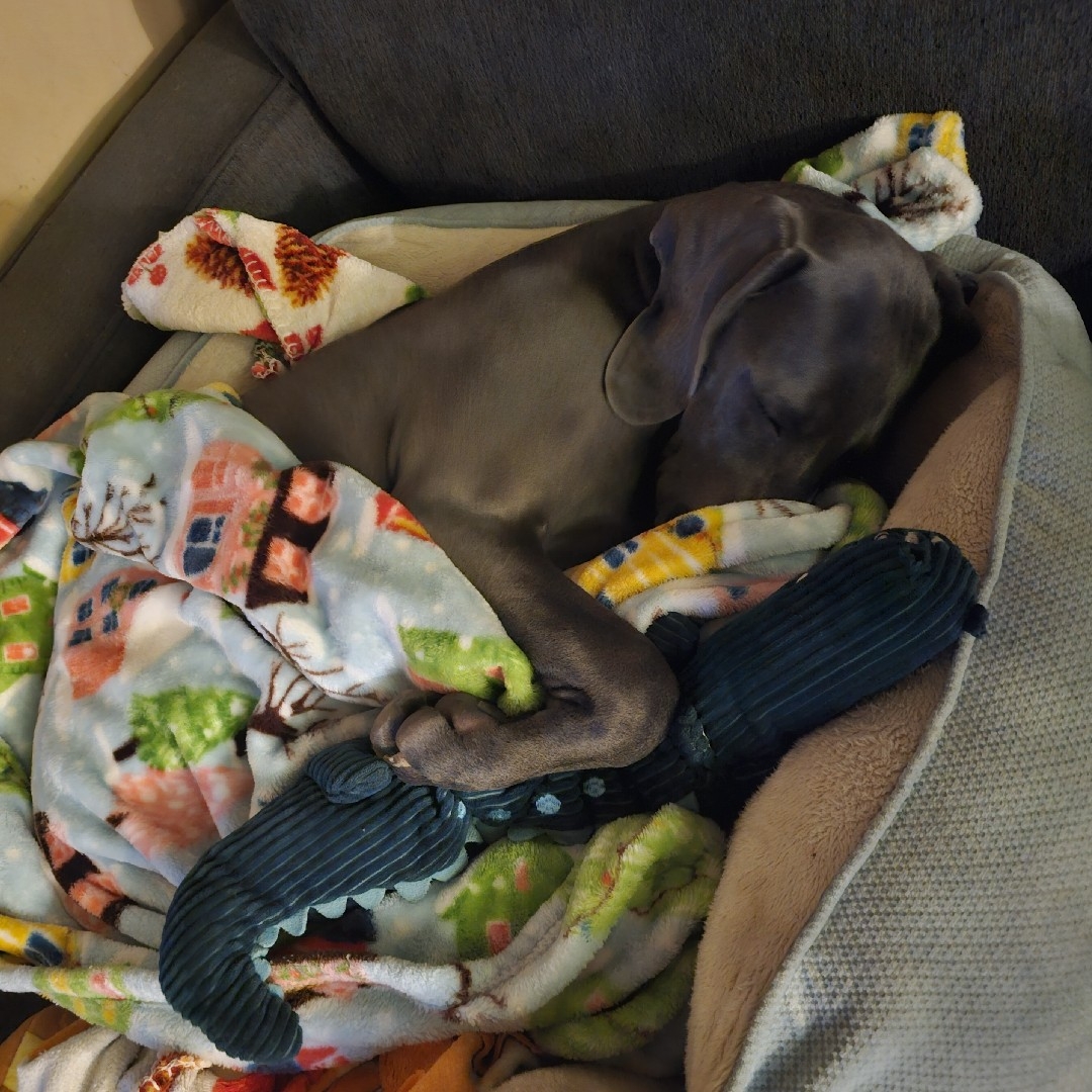 A picture of Cerberus Buford Tookie Sallee, a 1 year 10 months old Other dog.