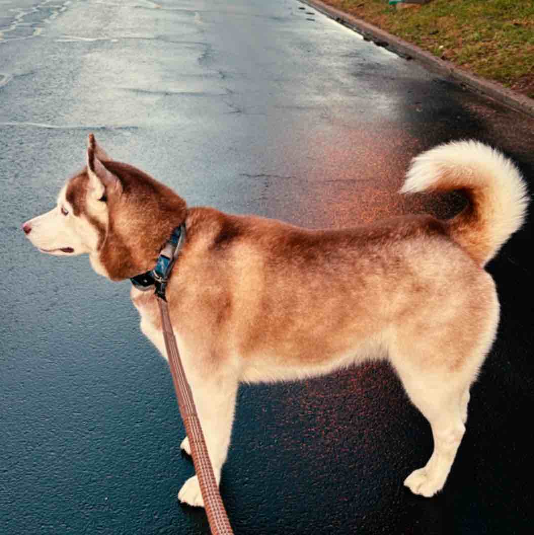 A picture of Sapphire, a 5 years 1 month old Other dog.