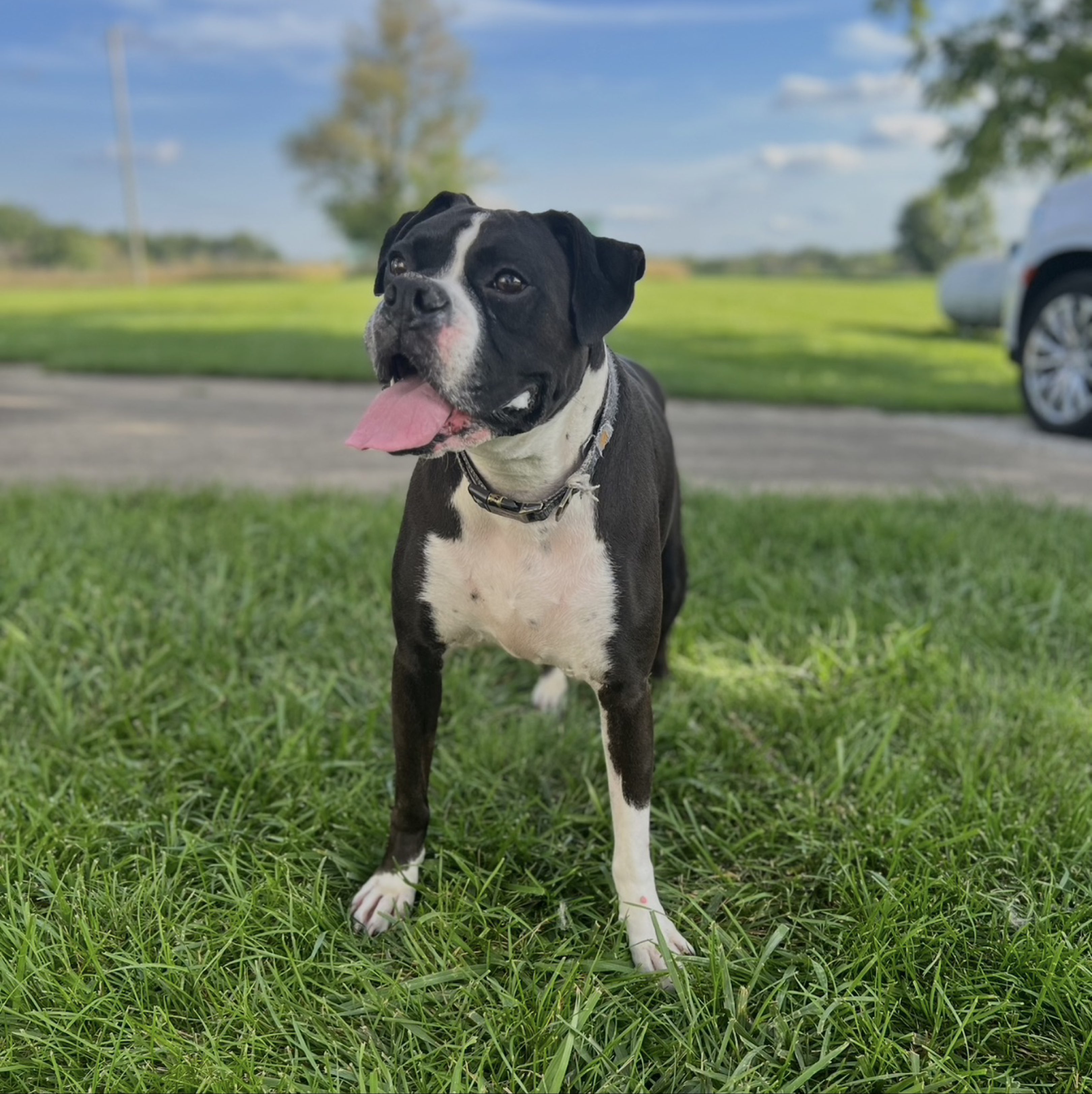 A picture of Goober, a 7 years old Other dog.