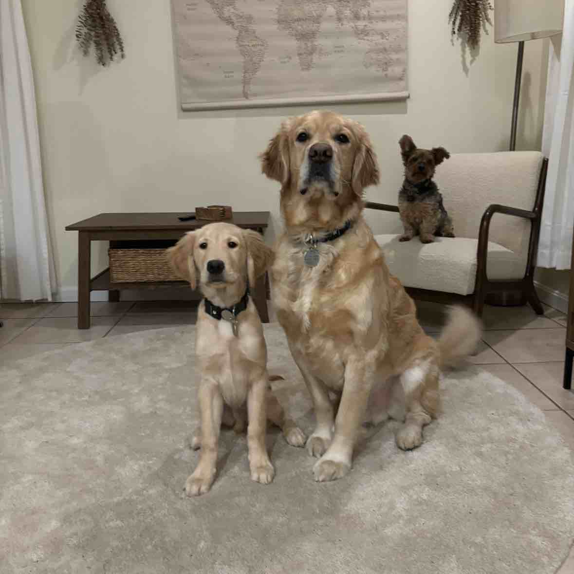 A picture of Gator, a 5 years 6 months old Golden Retriever dog.