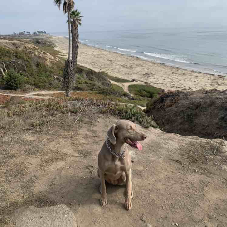 A picture of Monka, a 7 years 1 month old Other dog.