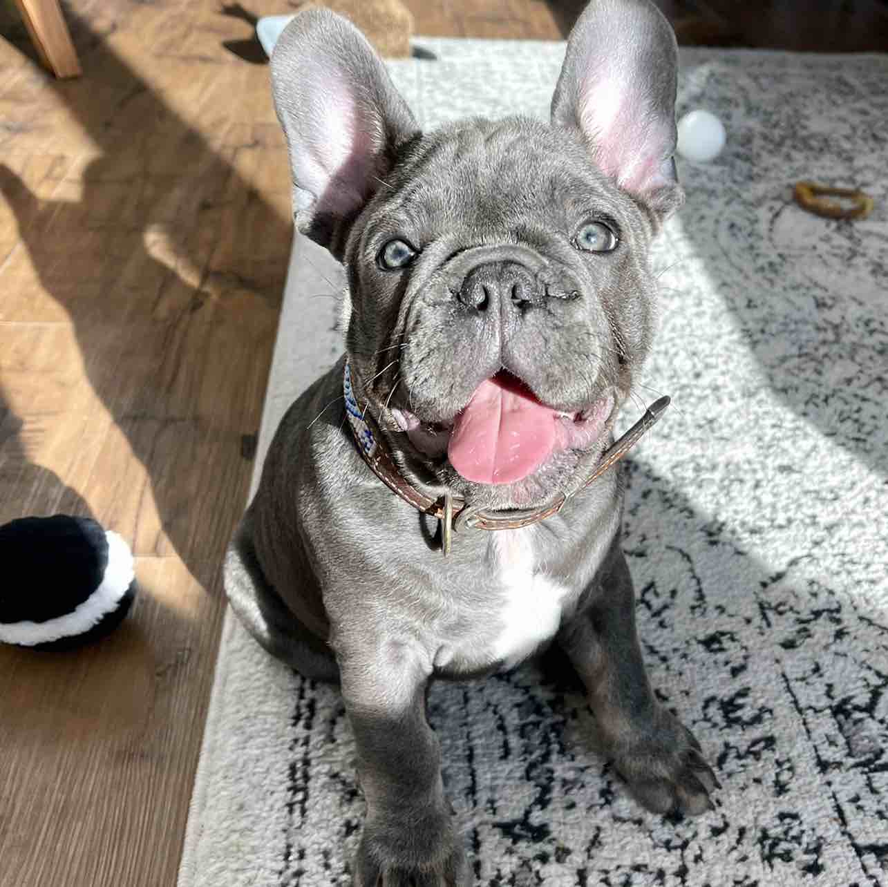 A picture of archibald hamilton jones, a 4 years 6 months old Other dog.