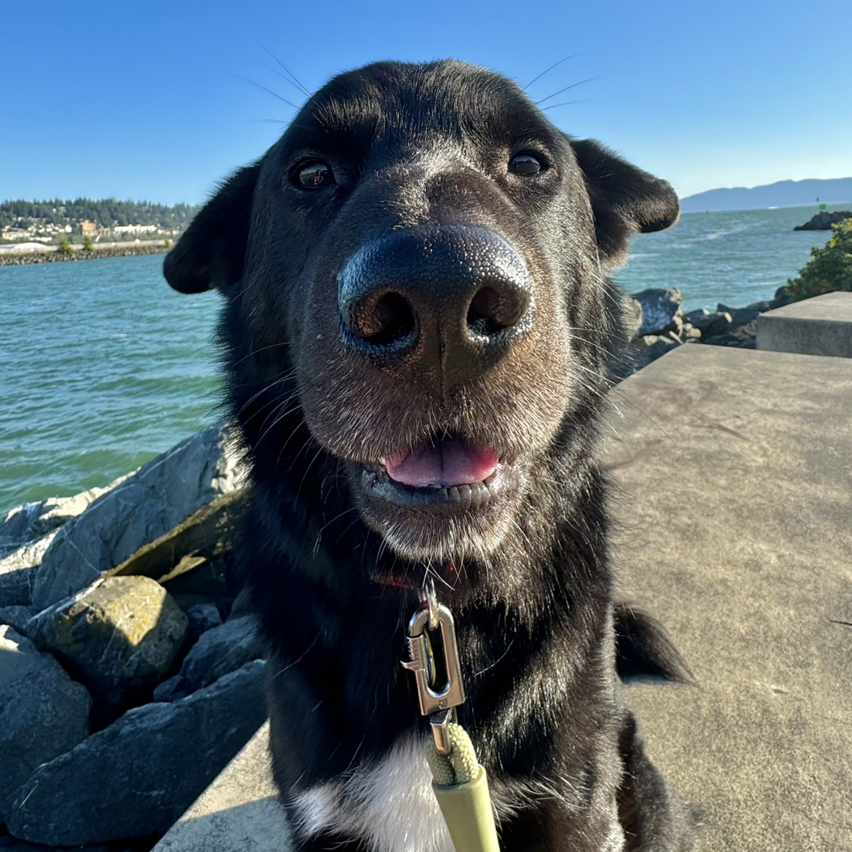A picture of Big Range, a 4 years 6 months old Other Mix dog.