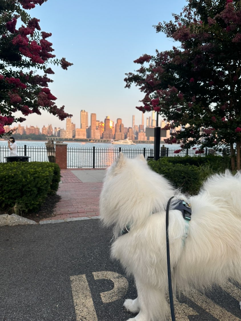 A picture of Doubao, a 2 years 4 months old Samoyed dog.