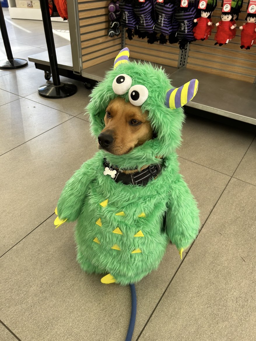 A picture of Banga, a 3 years 9 months old Other Mix dog.