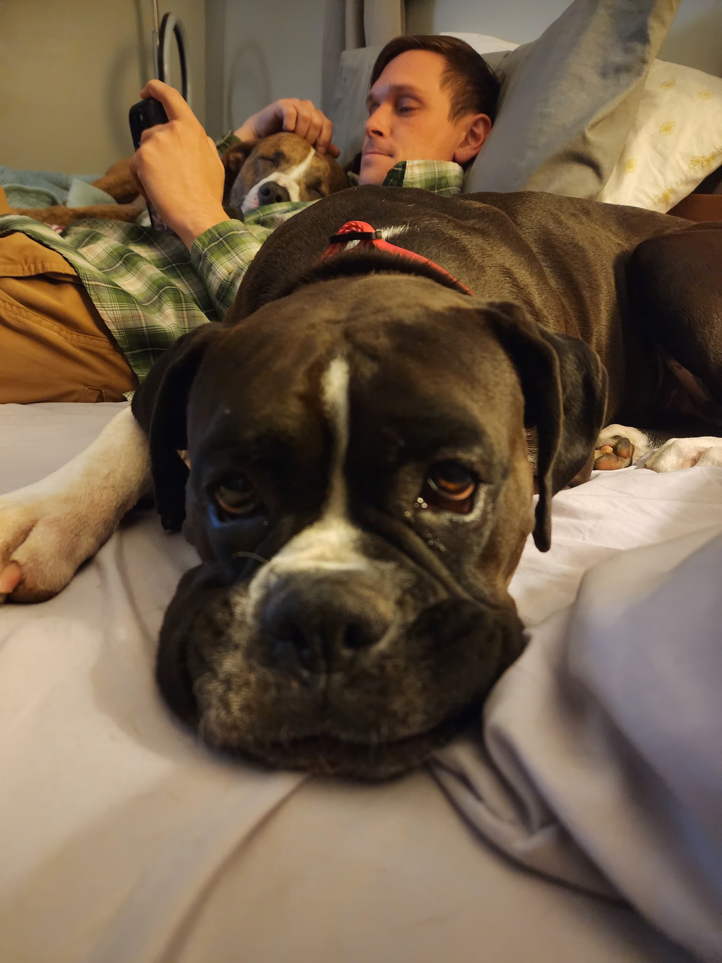 A picture of Lunatic, a 1 year 6 months old Other dog.
