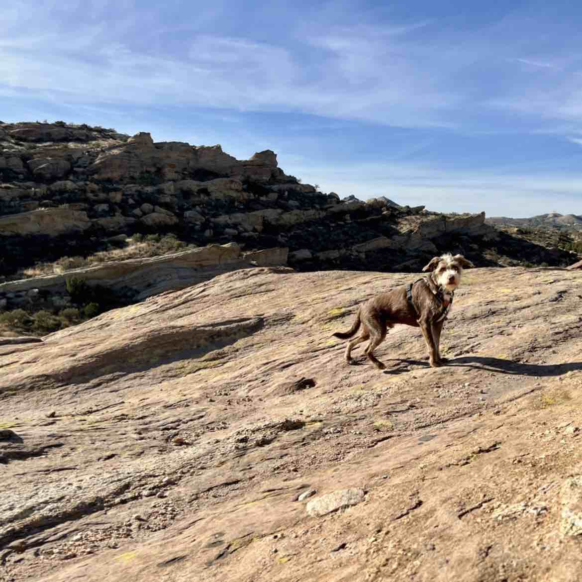 A picture of Jonesy, a 6 years 2 months old Other Mix dog.