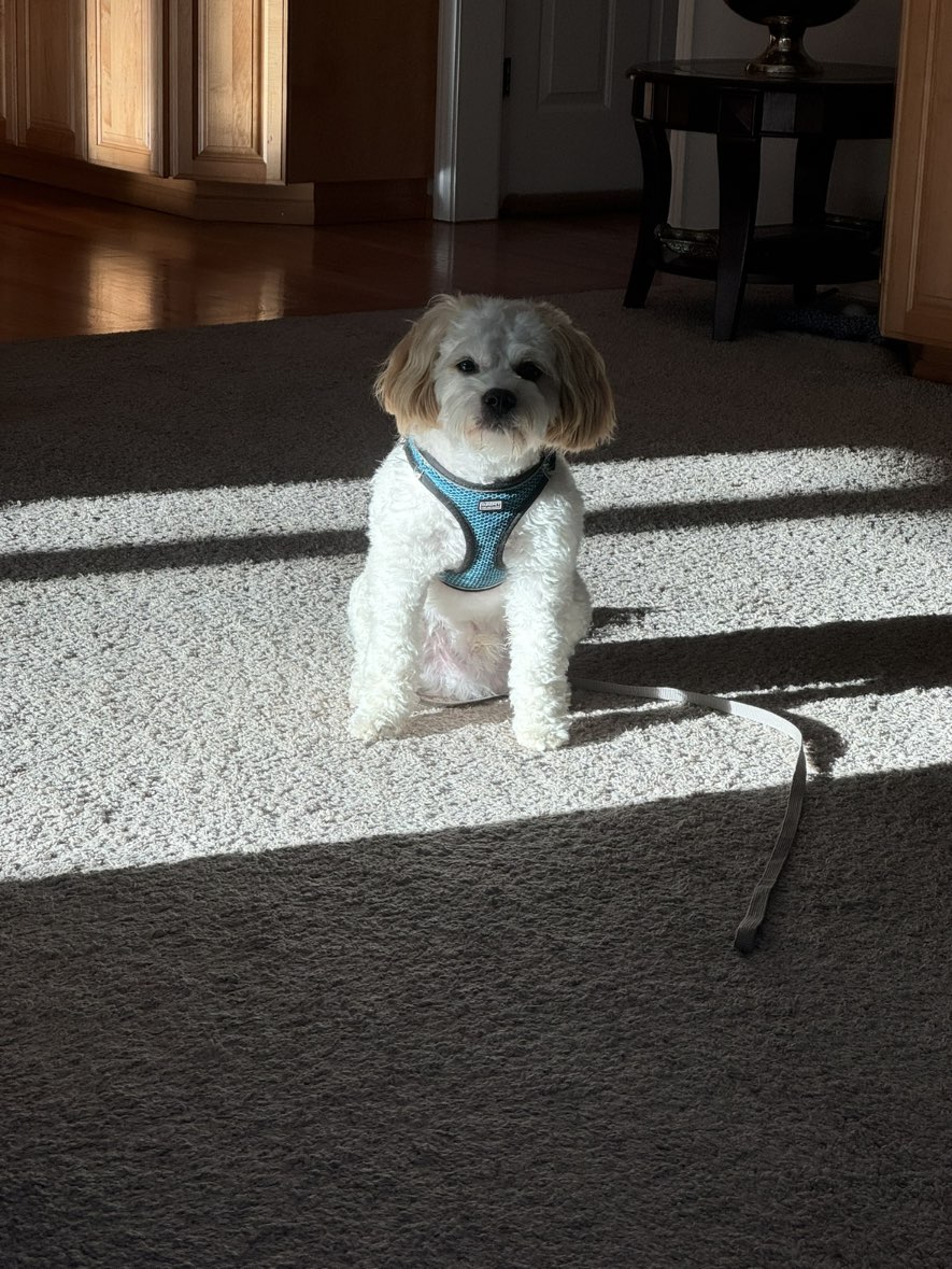 A picture of Chiku, a 2 years 1 month old Other Mix dog.
