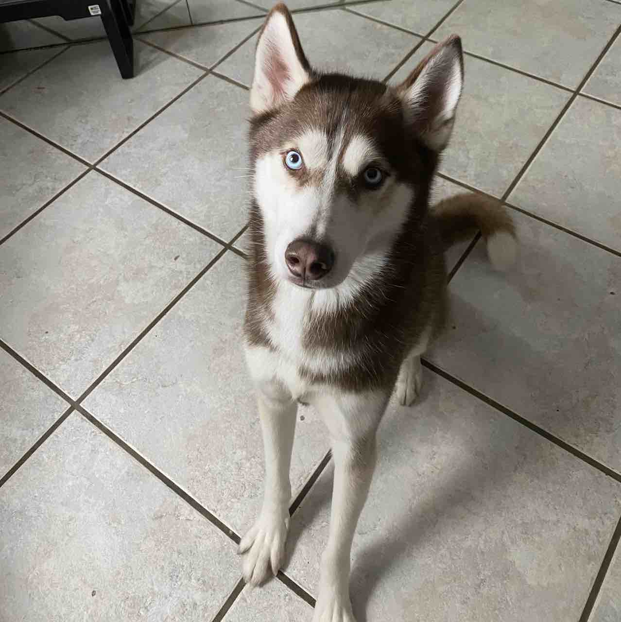 A picture of Ghost, a 7 years 9 months old Other dog.