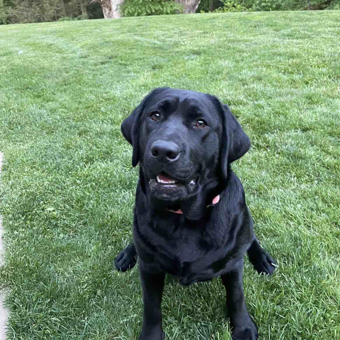 A picture of Paboo, a 3 years 2 months old Other dog.
