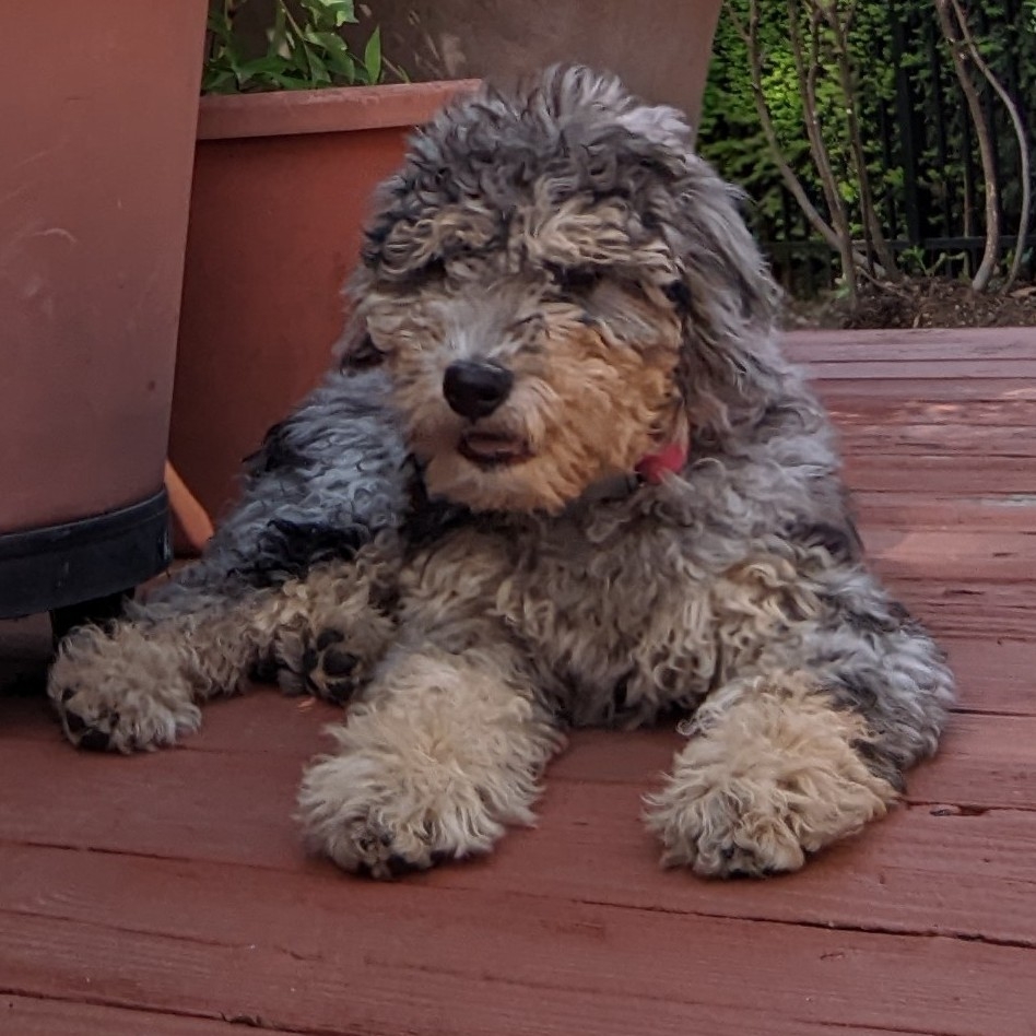 A picture of Ossi, a 3 years 5 months old Other dog.