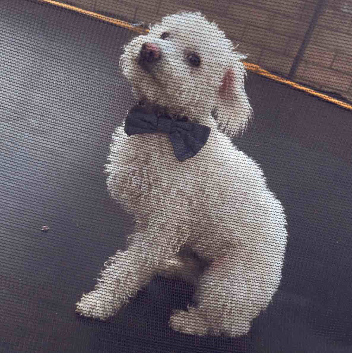 A picture of Pushok, a 4 years 5 months old Other dog.