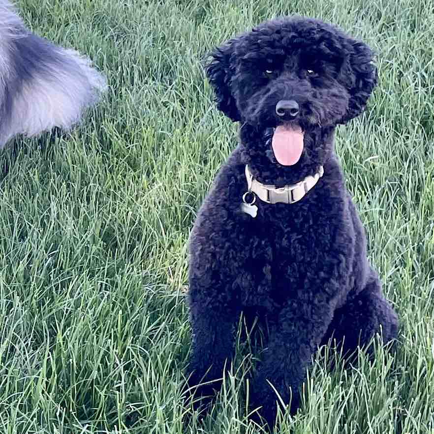 Hamish | Fi Smart Dog Collar