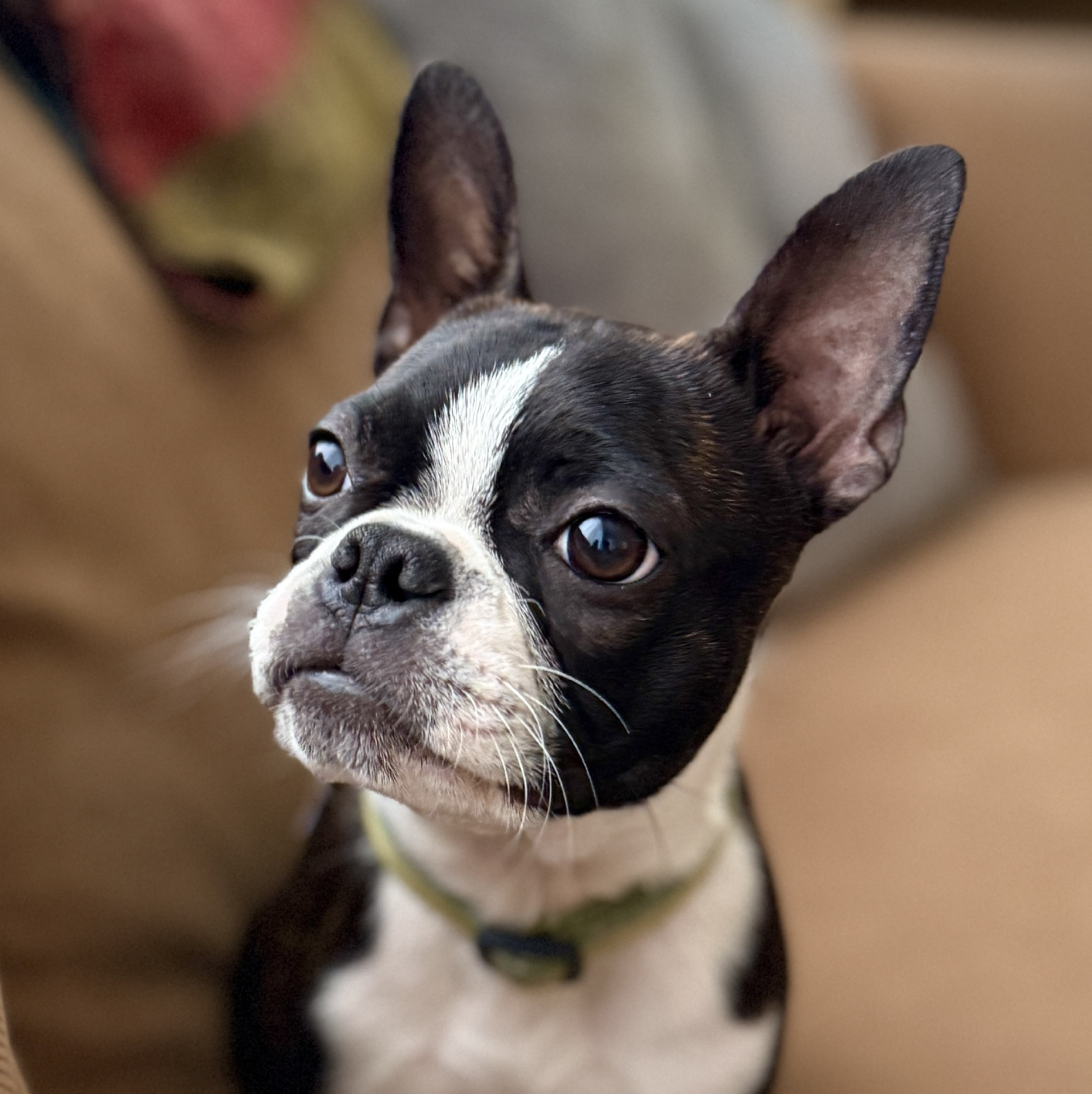A picture of Pickle, a 6 months old Other dog.