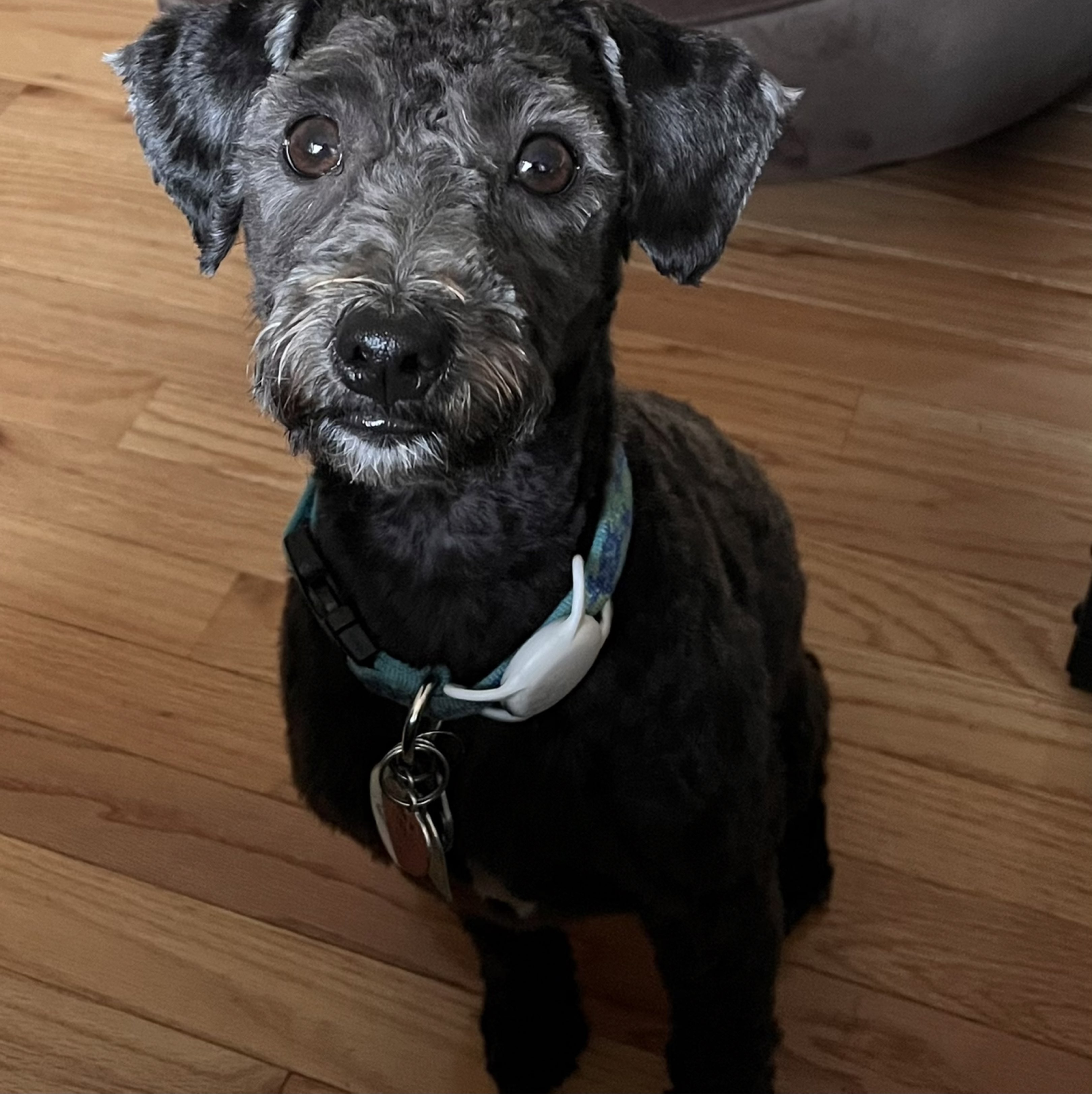 A picture of Elijah Normandin, a 3 years 1 month old Other Mix dog.