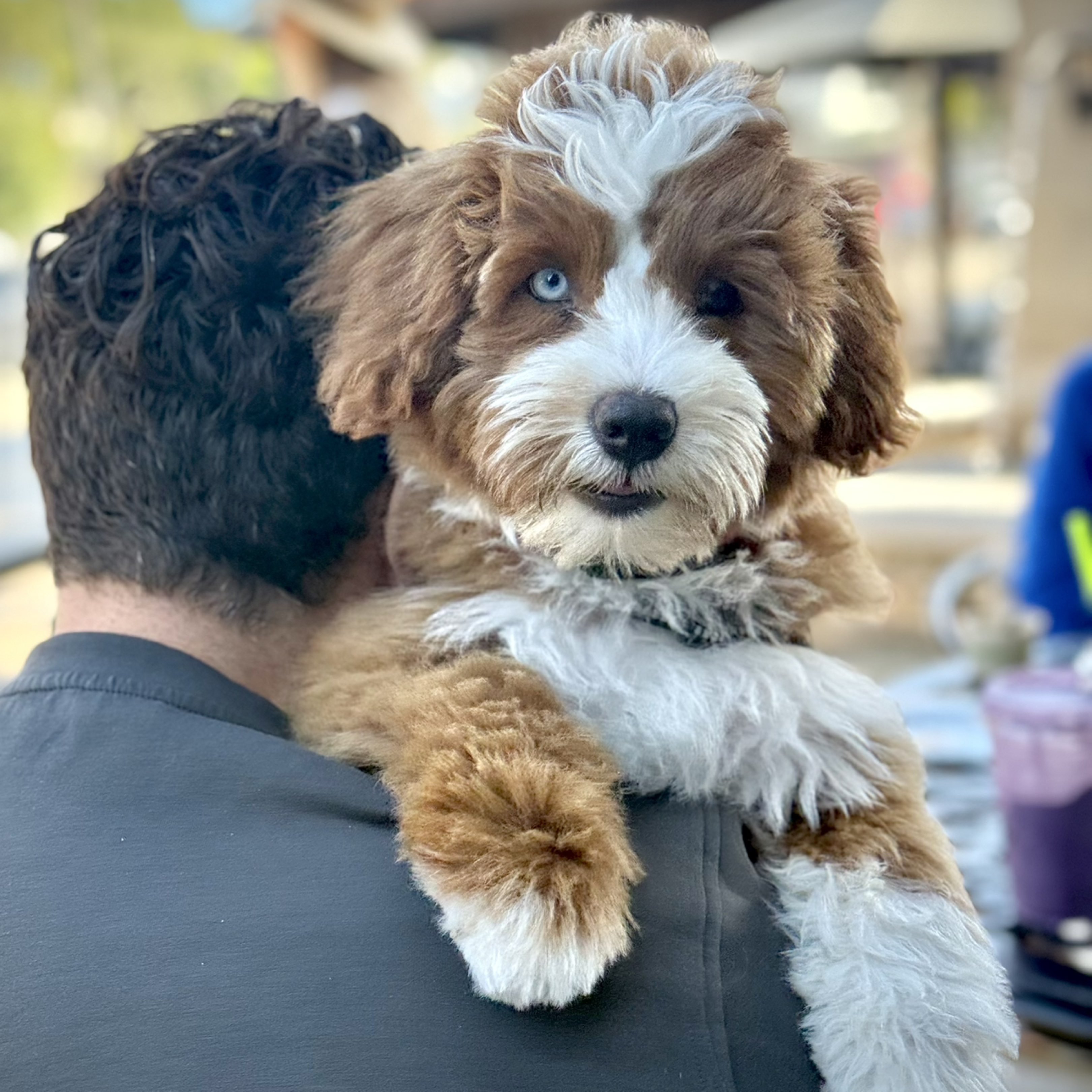 A picture of Mookie, a 4 months old Other Mix dog.