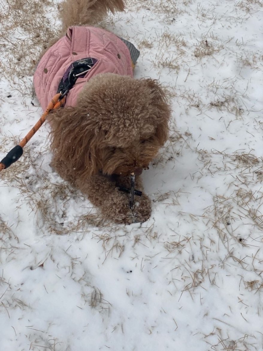 A picture of Tulip, a 3 years 3 months old Other Mix dog.