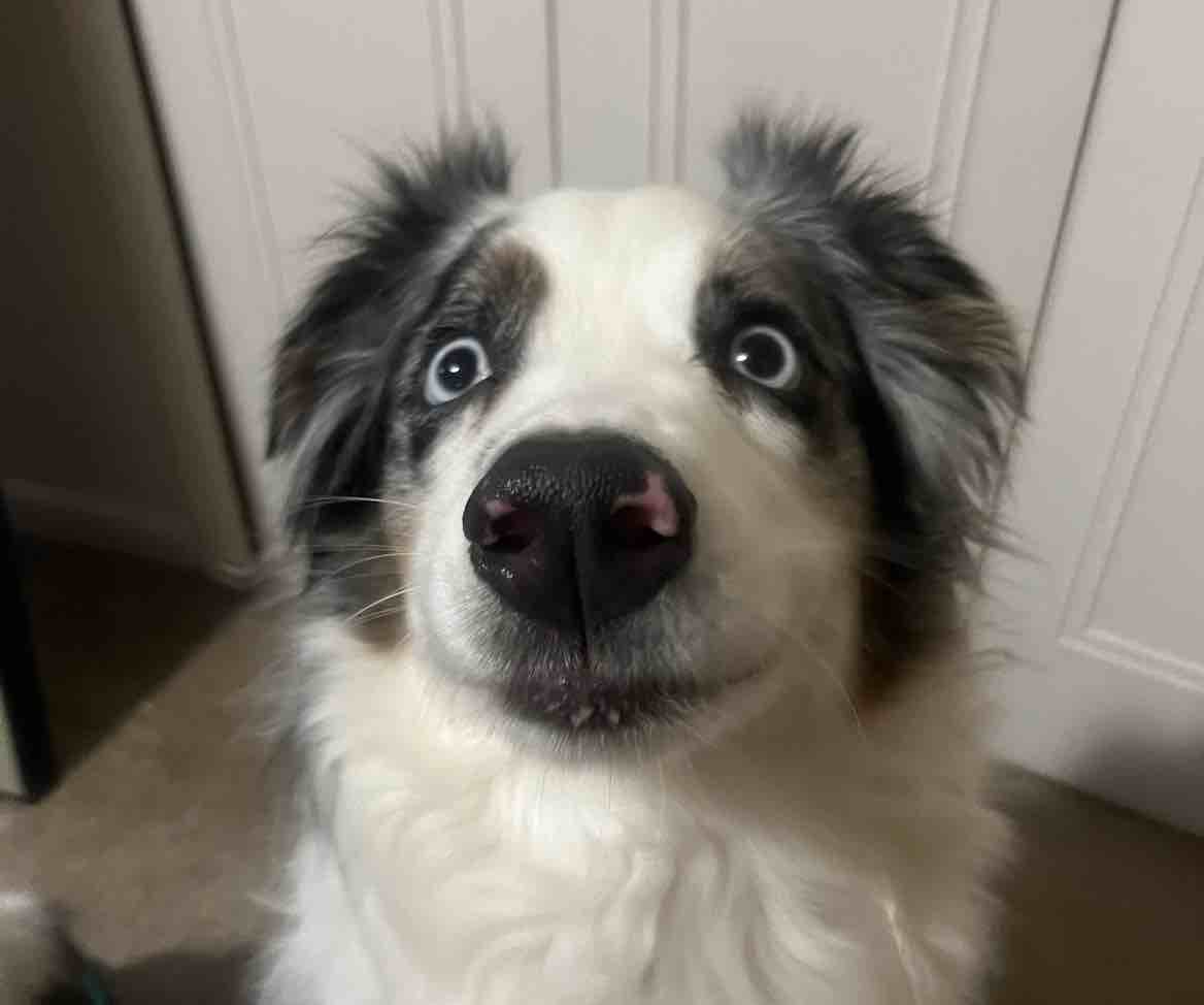 A picture of Cordie, a 5 years 4 months old Other dog.