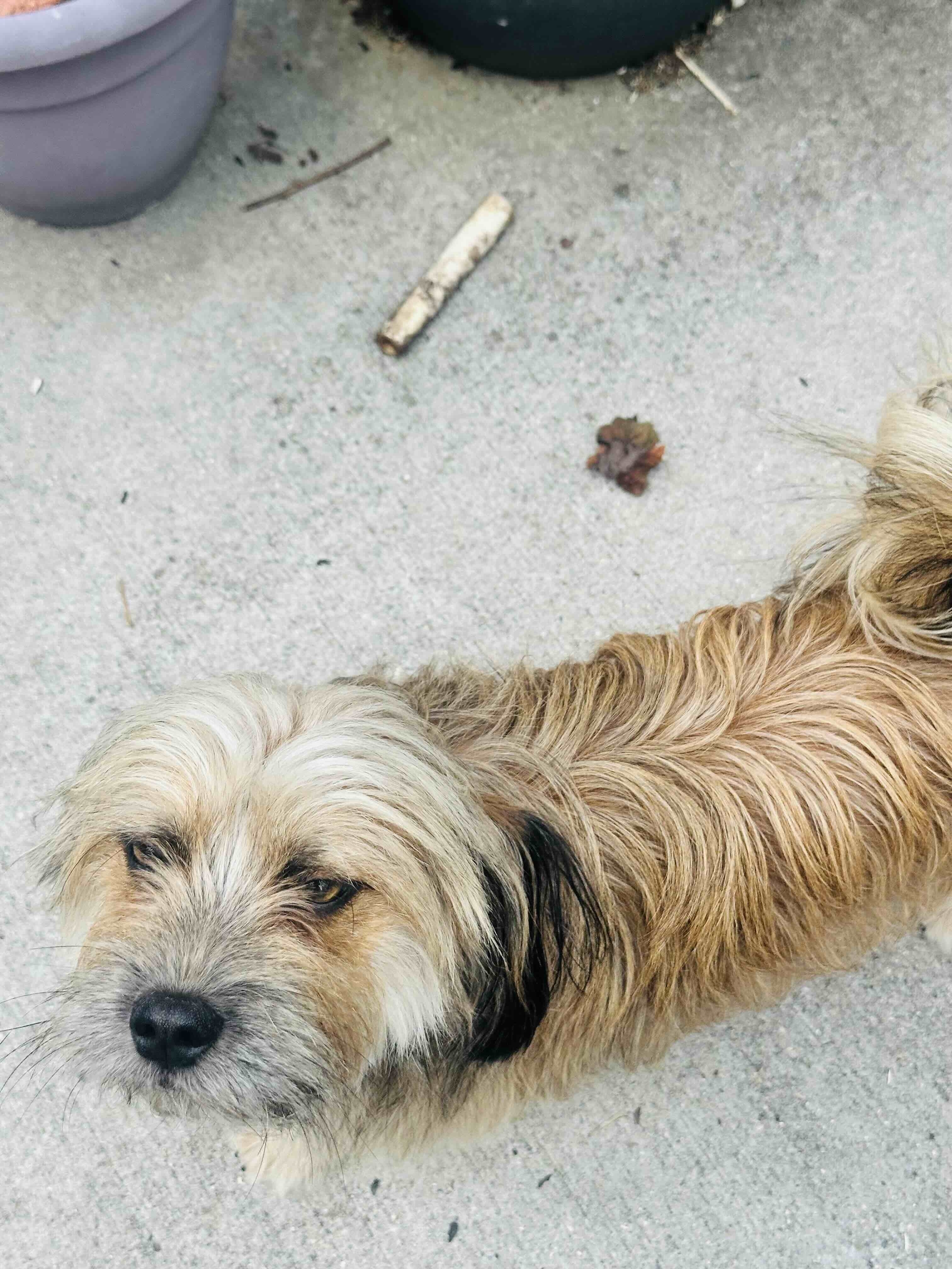 A picture of Beans, a 2 years 6 months old Other Mix dog.