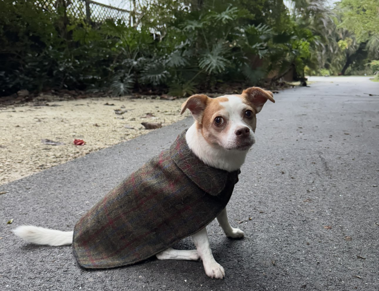 A picture of Spartacus, a 12 years 2 months old Other Mix dog.