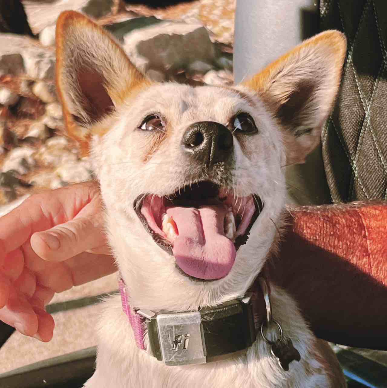 A picture of Pippi, a 4 years 5 months old Other Mix dog.