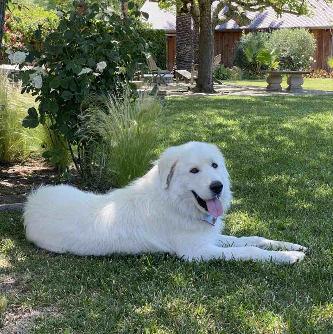 A picture of Cowboy, a 6 years old Other dog.