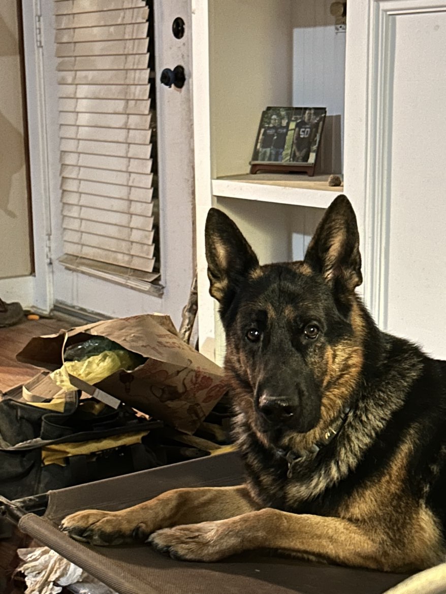 A picture of Neko, a 5 years 9 months old Other dog.