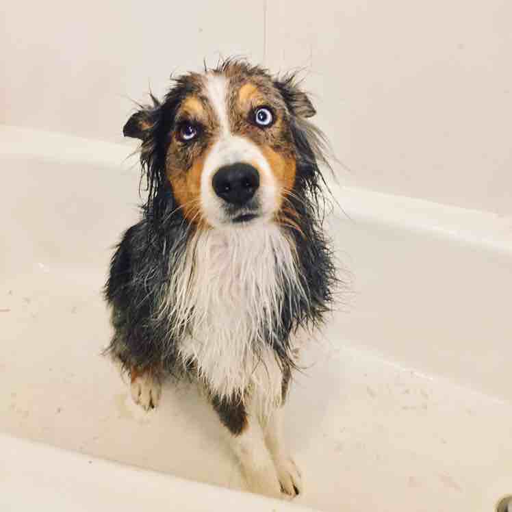A picture of Indiana Jones, a 10 years 1 month old Australian Shepherd dog.