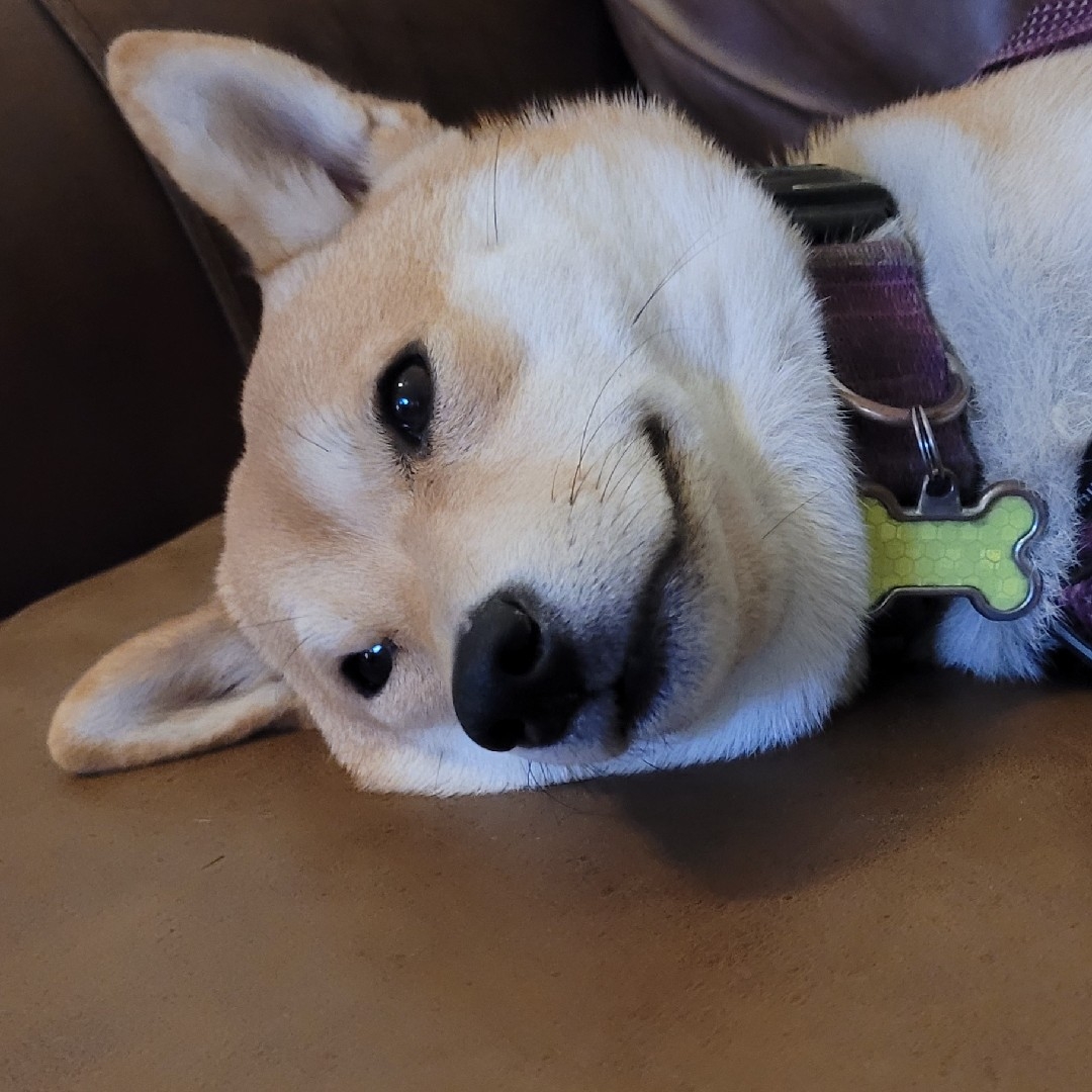 A picture of Yamato, a 3 years 10 months old Other dog.