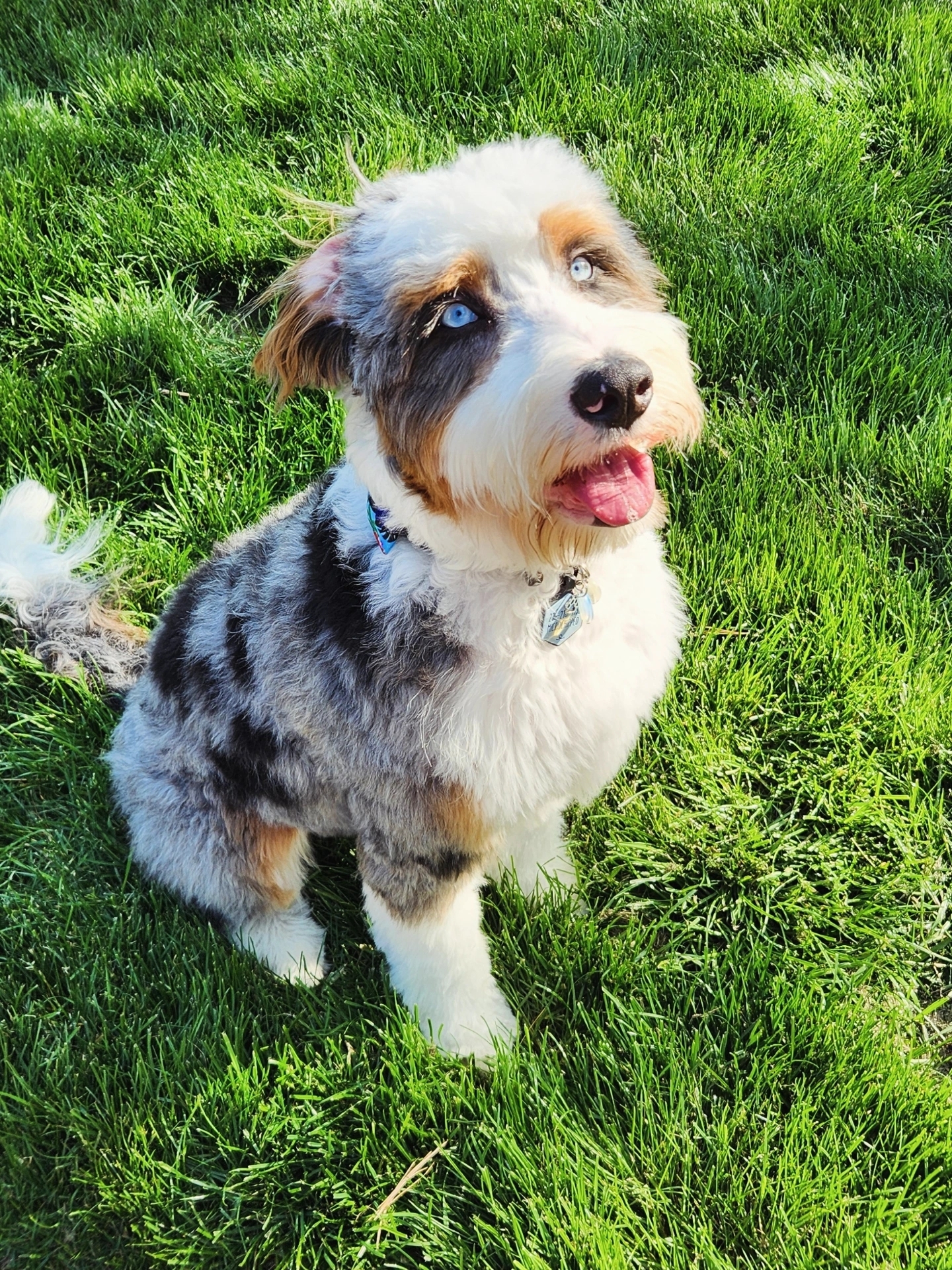 A picture of Louie, a 9 months old Other dog.