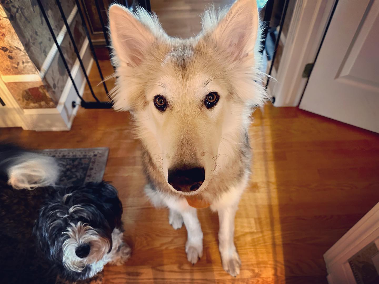 A picture of Dex, a 3 years 3 months old Other Mix dog.