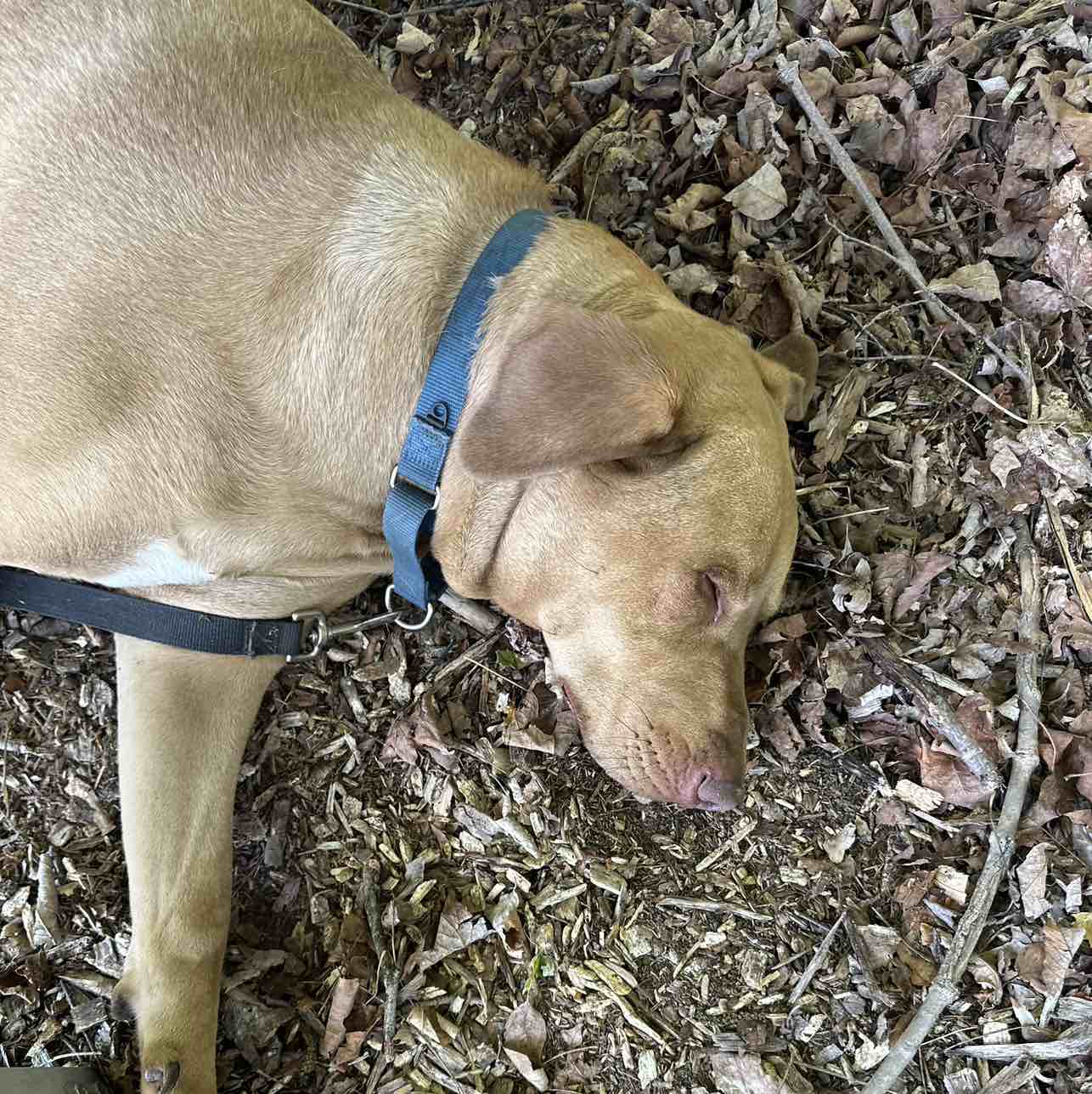 A picture of Sinatra, a 4 years 2 months old Other Mix dog.
