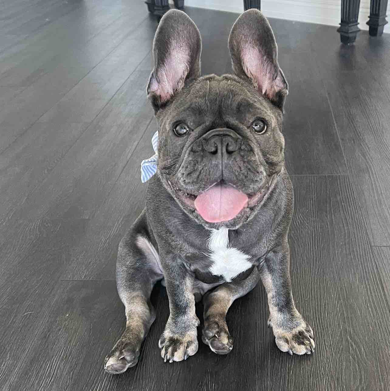 A picture of archibald hamilton jones, a 4 years 6 months old Other dog.