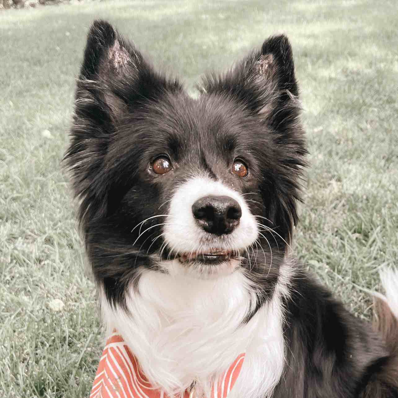 A picture of Hops, a 15 years old Other dog.