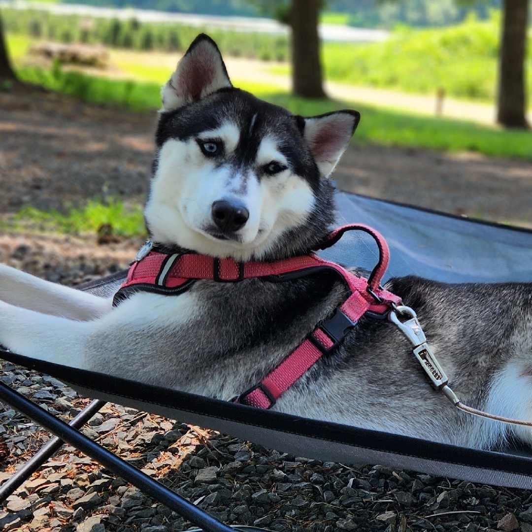 A picture of Niki, a 5 years 3 months old Other dog.