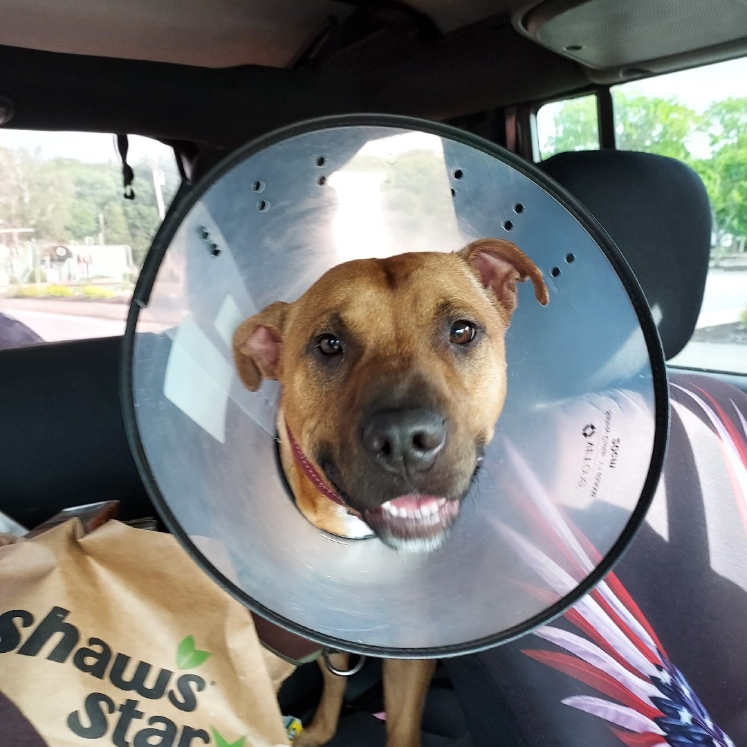 A picture of Dash, a 4 years 8 months old Other Mix dog.