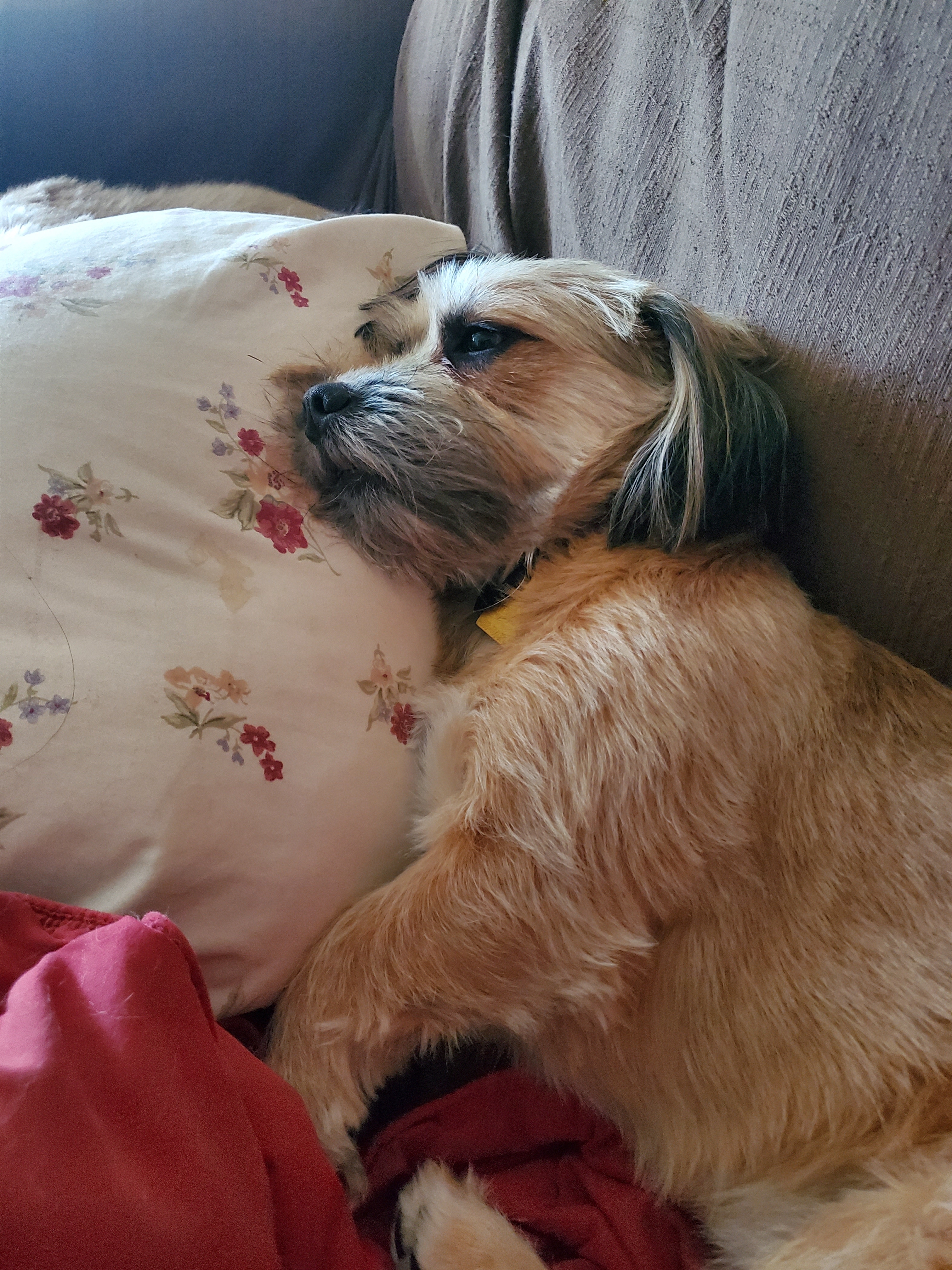A picture of Beans, a 2 years 6 months old Other Mix dog.