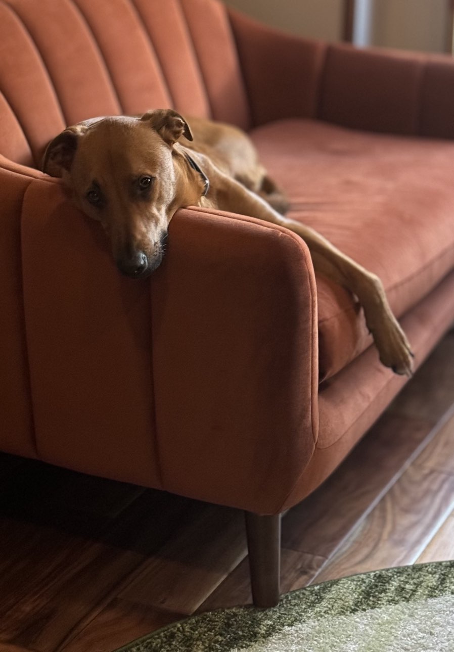 A picture of Scooter J. Magoots, a 2 years 7 months old Other Mix dog.