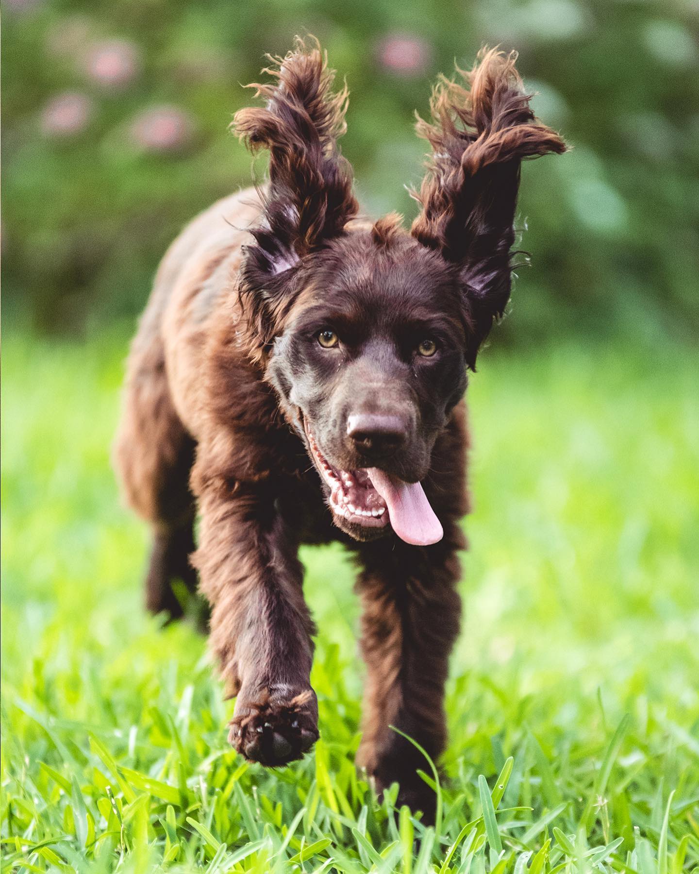 A picture of Oski Bear, a 5 years 7 months old Other dog.